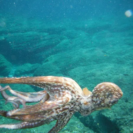 Bruna * סולאנאס